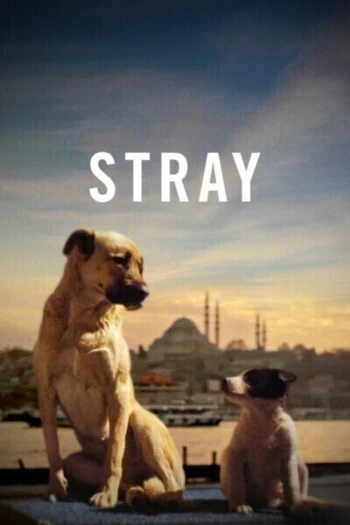 Poster for Stray